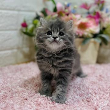 ラガマフィン【東京都・男の子・2022年11月17日・ブルータビー（ロング）】の写真「🎍新春大特価🎍15日迄の期間限定価格😻💕」