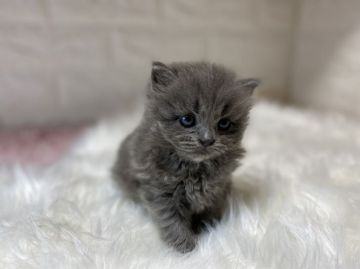 ラガマフィン【東京都・女の子・2020年6月24日・ブルータビー】の写真「ブルーの毛色がエレガントな女の子。両親遺伝子検査済」