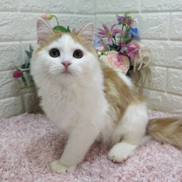 ラガマフィン【東京都・男の子・2023年12月15日・レッドタビー&ホワイト（ロング）】の写真「性格大当り🎯当日の見学申込対応・お引渡し可能😻」