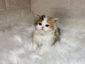 ラガマフィン【東京都・女の子・2020年10月22日・ブラウンパッチドタビー&ホワイト】の写真「綺麗な毛色のかわいい女の子　両親遺伝子検査済」