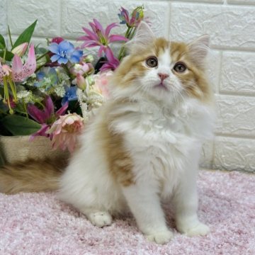 ラガマフィン【東京都・男の子・2023年11月29日・レッドタビー&ホワイト（ロング）】の写真「甘マスクの赤ハチワレ爆毛系イケメン❣️体格良し💪」