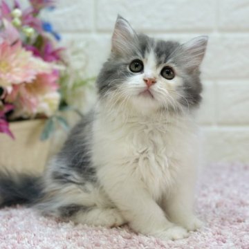 ラガマフィン【東京都・女の子・2023年3月24日・ダイリュートキャリコ（ロング）】の写真「レベチ激カワ❣️ハチワレ・パステル三毛😻✨」