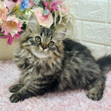 ラガマフィン【東京都・男の子・2024年5月16日・ブラウンタビー（ロング）】の写真「☀️夏特価お早めに‼️両親遺伝子4項目クリア🧬」