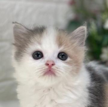 ラガマフィン【東京都・女の子・2022年7月8日・ダイリュートキャリコ（ロング）】の写真「ドット柄のプリティー三毛猫💕人慣れ抜群😻」