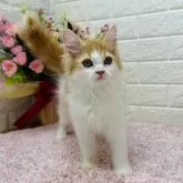 ミヌエット(長足)【東京都・男の子・2024年7月29日・レッドタビー&ホワイト】の写真1「実物激かわ💖ぐいぐい遊びに誘ってきます😻💕お子様がいる家庭・初心者にも安心🔰」