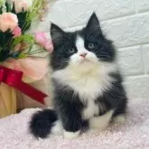 ミヌエット(長足)【東京都・男の子・2024年9月20日・ブラック&ホワイト】の写真1「実物激かわ💖アニメキャラみたい💖」