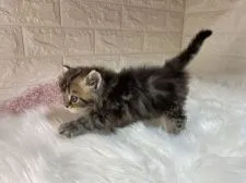 ラガマフィン【東京都・女の子・2020年10月17日・ブラウンタビー】の写真2