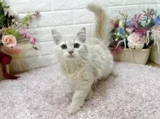 ラガマフィン【東京都・女の子・2025年5月25日・クリームタビー】の写真4