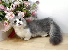 ミヌエット(短足)【東京都・男の子・2025年7月1日・ブルータビー&ホワイト】の写真9