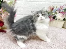 ラガマフィン【東京都・女の子・2025年7月13日・ブルータビー&ホワイト】の写真10