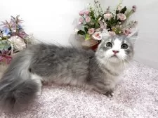 ミヌエット(短足)【東京都・男の子・2025年7月1日・ブルータビー&ホワイト】の写真2