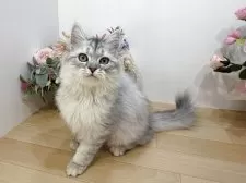 ラガマフィン【東京都・男の子・2025年7月13日・シルバータビー】の写真14