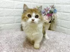 ミヌエット(短足)【東京都・女の子・2025年4月19日・ブラウンパッチドタビー&ホワイト】の写真4