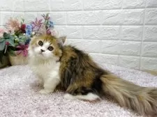 ミヌエット(短足)【東京都・女の子・2025年4月19日・ブラウンパッチドタビー&ホワイト】の写真7