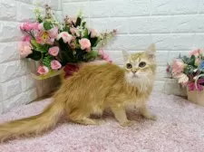 マンチカン(長足)【東京都・男の子・2024年11月5日・レッドタビー】の写真12