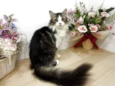 ミヌエット(長足)【東京都・男の子・2025年4月19日・ブラウンタビー&ホワイト】の写真8