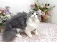 ラガマフィン【東京都・女の子・2025年7月13日・ブルータビー&ホワイト】の写真4