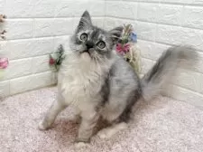 ミヌエット(長足)【東京都・男の子・2025年5月16日・シルバータビー&ホワイト】の写真6