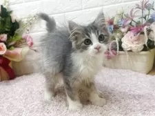 ラガマフィン【東京都・男の子・2025年6月1日・ブルータビー&ホワイト】の写真2