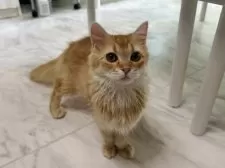 マンチカン(長足)【東京都・男の子・2024年11月5日・レッドタビー】の写真2