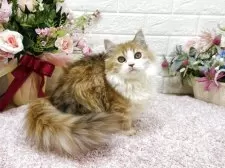 ミヌエット(短足)【東京都・女の子・2025年4月19日・ブラウンパッチドタビー&ホワイト】の写真5