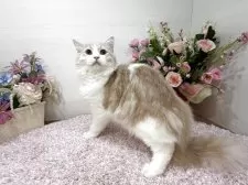 ラガマフィン【東京都・男の子・2025年6月21日・クリームタビー&ホワイト】の写真5