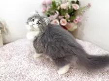 ラガマフィン【東京都・女の子・2025年7月13日・ブルータビー&ホワイト】の写真5