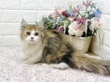 ミヌエット(短足)【東京都・女の子・2025年4月19日・ブラウンパッチドタビー&ホワイト】の写真10