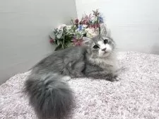 ミヌエット(短足)【東京都・男の子・2025年7月1日・ブルータビー&ホワイト】の写真2