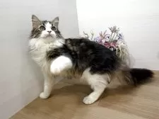 ミヌエット(長足)【東京都・男の子・2025年4月19日・ブラウンタビー&ホワイト】の写真3