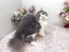 ラガマフィン【東京都・女の子・2025年7月13日・ブルータビー&ホワイト】の写真6