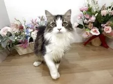 ミヌエット(長足)【東京都・男の子・2025年4月19日・ブラウンタビー&ホワイト】の写真4