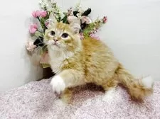 ラガマフィン【東京都・男の子・2025年9月2日・レッドタビー&ホワイト】の写真5