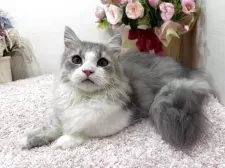 ミヌエット(短足)【東京都・男の子・2025年7月1日・ブルータビー&ホワイト】の写真3