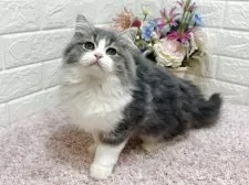 ラガマフィン【東京都・女の子・2025年7月13日・ブルータビー&ホワイト】の写真12