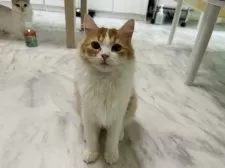 マンチカン(長足)【東京都・男の子・2024年11月5日・レッドタビー&ホワイト】の写真11