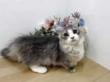 ミヌエット(短足)【東京都・男の子・2025年7月1日・ブルータビー&ホワイト】の写真11