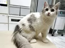 ミヌエット(長足)【東京都・男の子・2024年12月14日・シルバータビー&ホワイト】の写真3