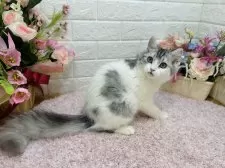 ミヌエット(長足)【東京都・男の子・2024年12月14日・シルバータビー&ホワイト】の写真7