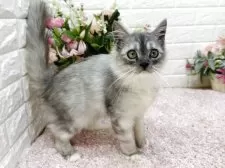 ミヌエット(長足)【東京都・男の子・2025年5月16日・シルバータビー&ホワイト】の写真9