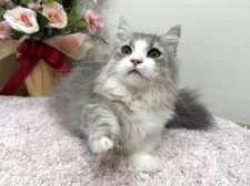 ミヌエット(短足)【東京都・男の子・2025年7月1日・ブルータビー&ホワイト】の写真4