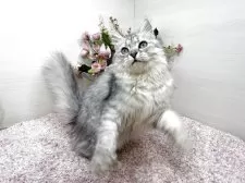 ラガマフィン【東京都・男の子・2025年7月13日・シルバータビー】の写真8