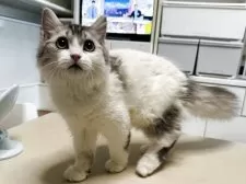 ミヌエット(長足)【東京都・男の子・2024年12月14日・シルバータビー&ホワイト】の写真4