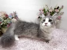 ミヌエット(短足)【東京都・男の子・2025年7月1日・ブルータビー&ホワイト】の写真6