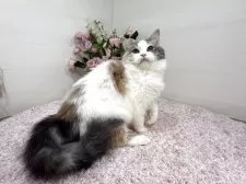 ラガマフィン【東京都・女の子・2025年6月21日・ダイリュートキャリコ】の写真3