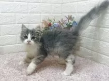 ラガマフィン【東京都・男の子・2025年6月1日・ブルータビー&ホワイト】の写真6