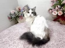 ラガマフィン【東京都・女の子・2025年6月21日・ダイリュートキャリコ】の写真2