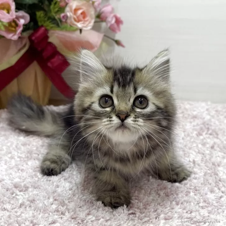 A.Ｉ 様のお迎えした子猫