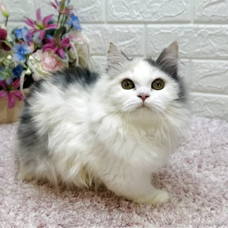 ID：2506-03557の子猫