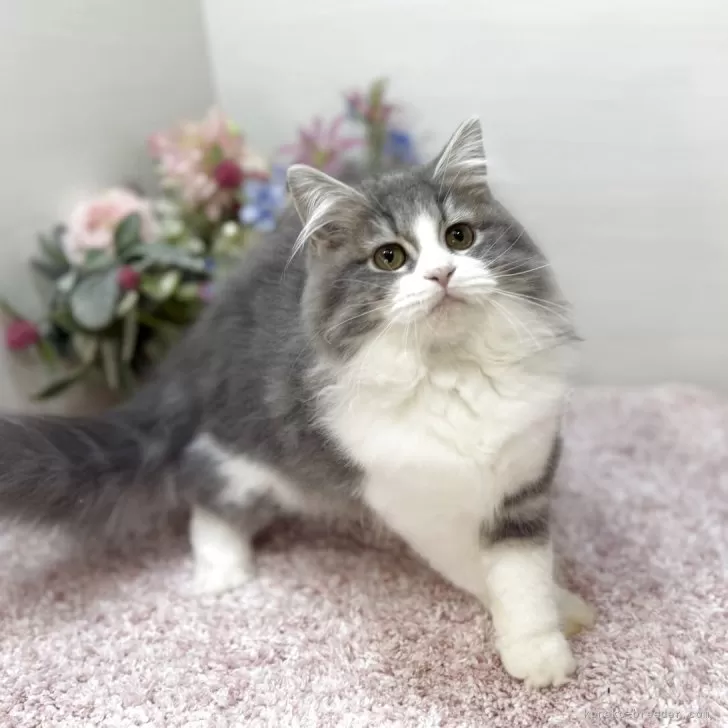 ラガマフィン【東京都・女の子・2025年7月13日・ブルータビー&amp;ホワイト】の写真1